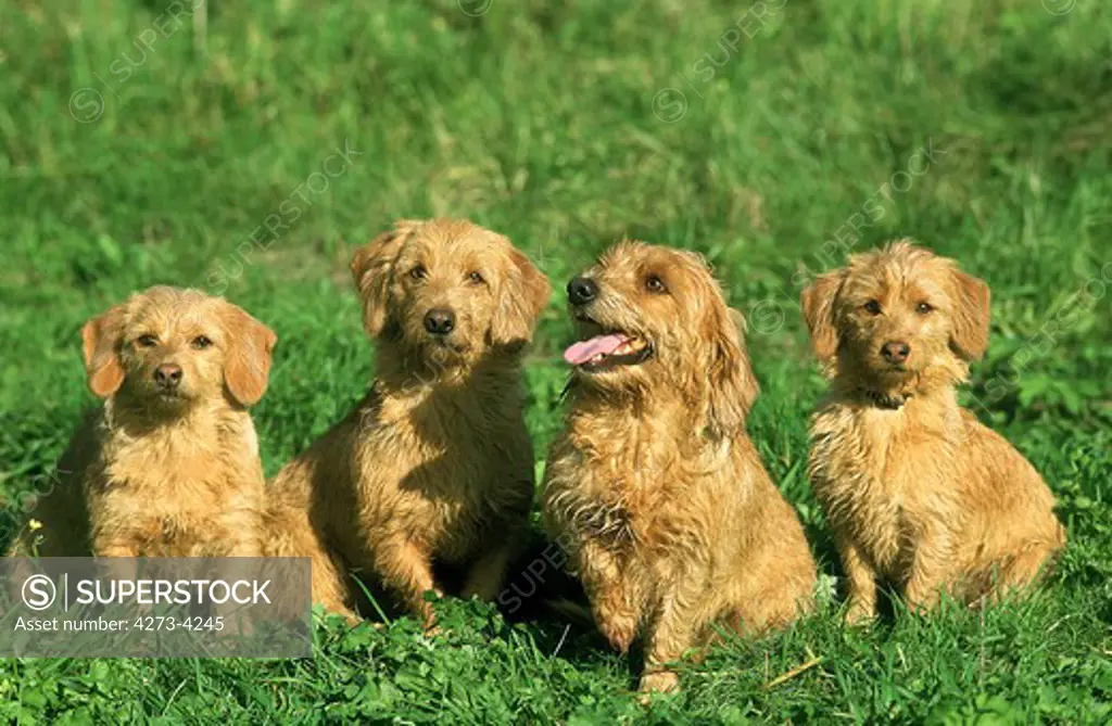 Brittaby Fawn Basset Or Basset Fauve De Bretagne, Adults Sitting On Grass