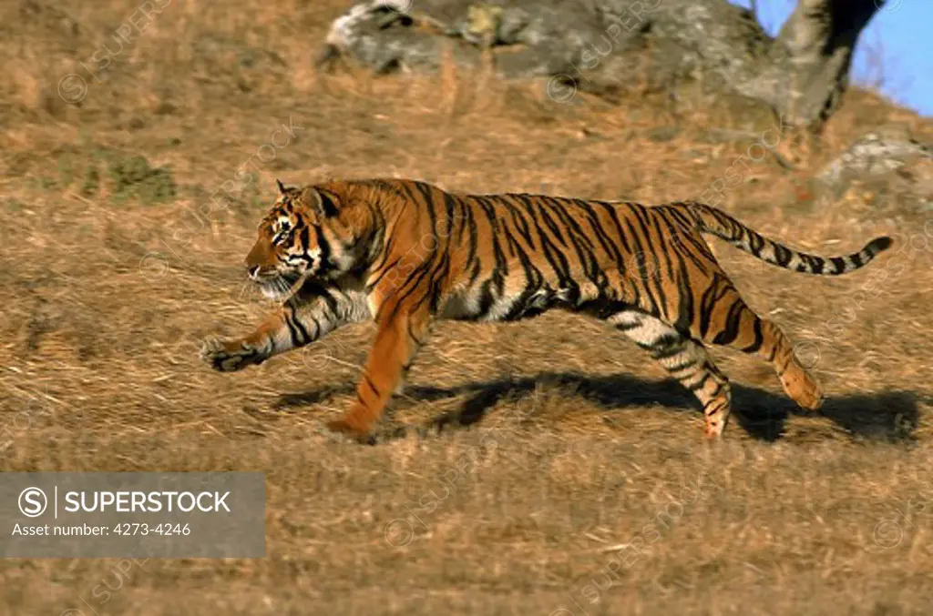 Bengal Tiger Panthera Tigris Tigris, Adult Running