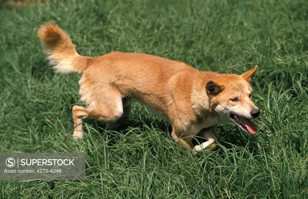 Dingo Canis Familiaris Dingo, Adult In Grass, Australia