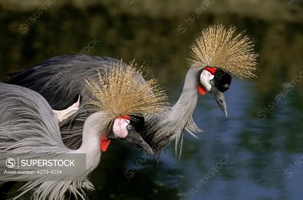 Grey-Crowned Crane Balearica Regulorum, Nakuru Park In Kenya