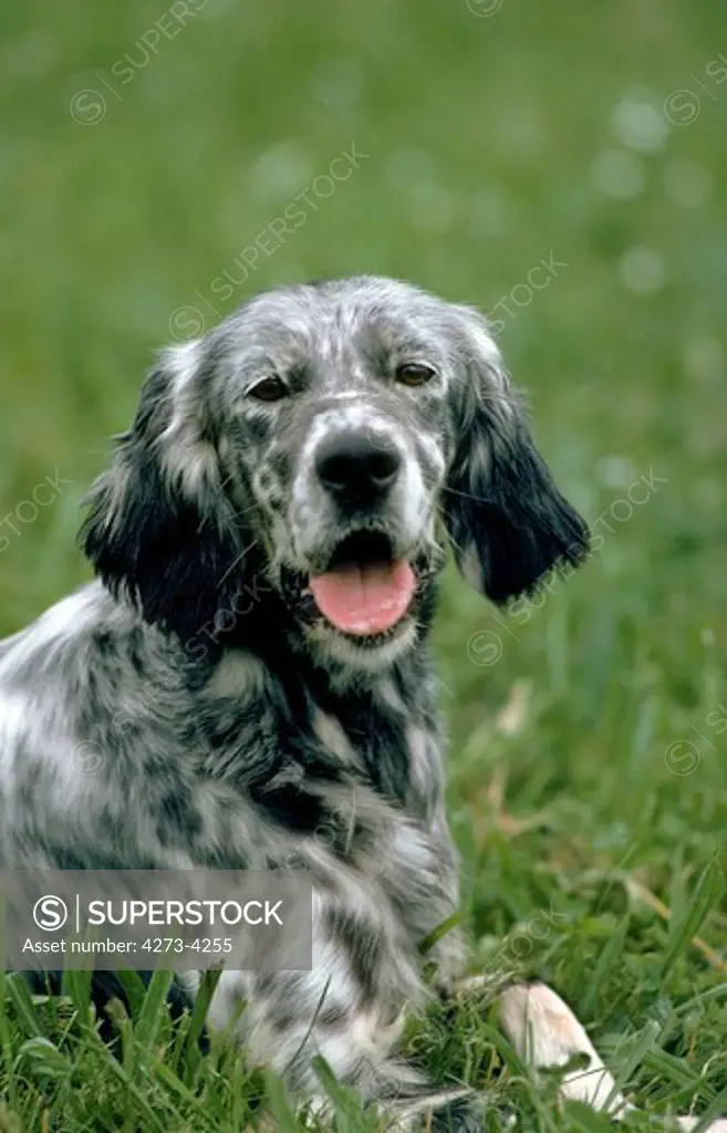English Setter Dog, Adult Laying Down On Grass
