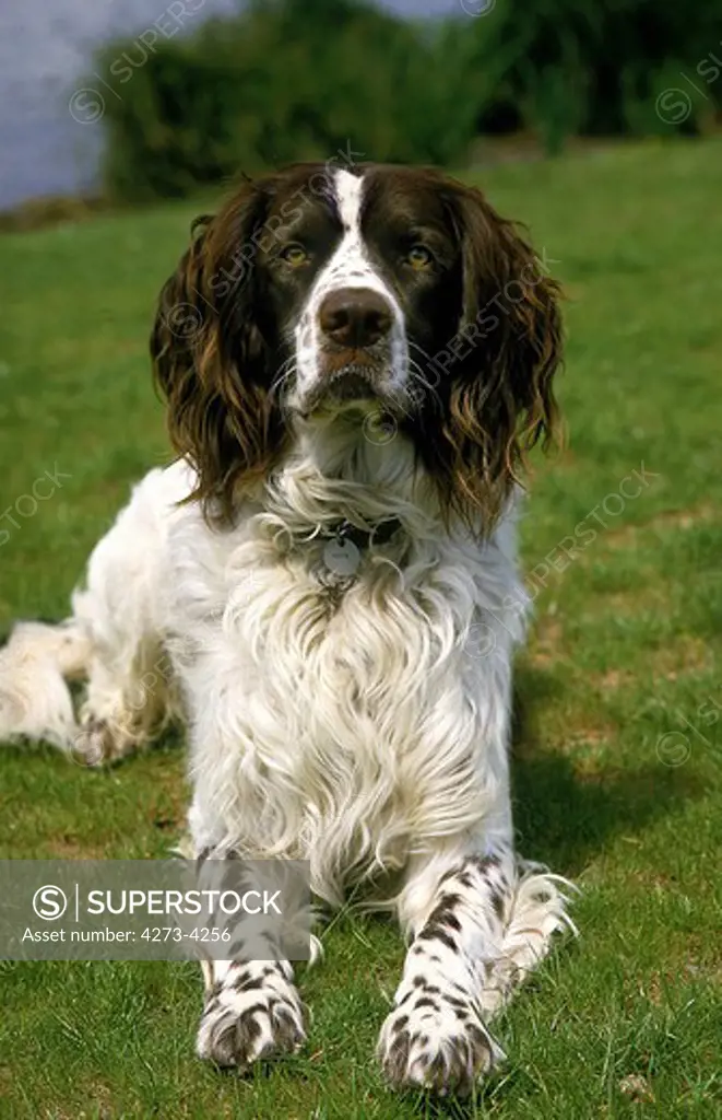French Spaniel, Adult Laying On Grass