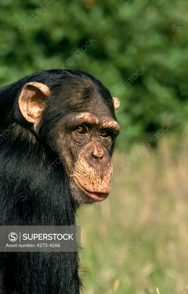 Chimpanzee Pan Troglodytes, Head Of Adult