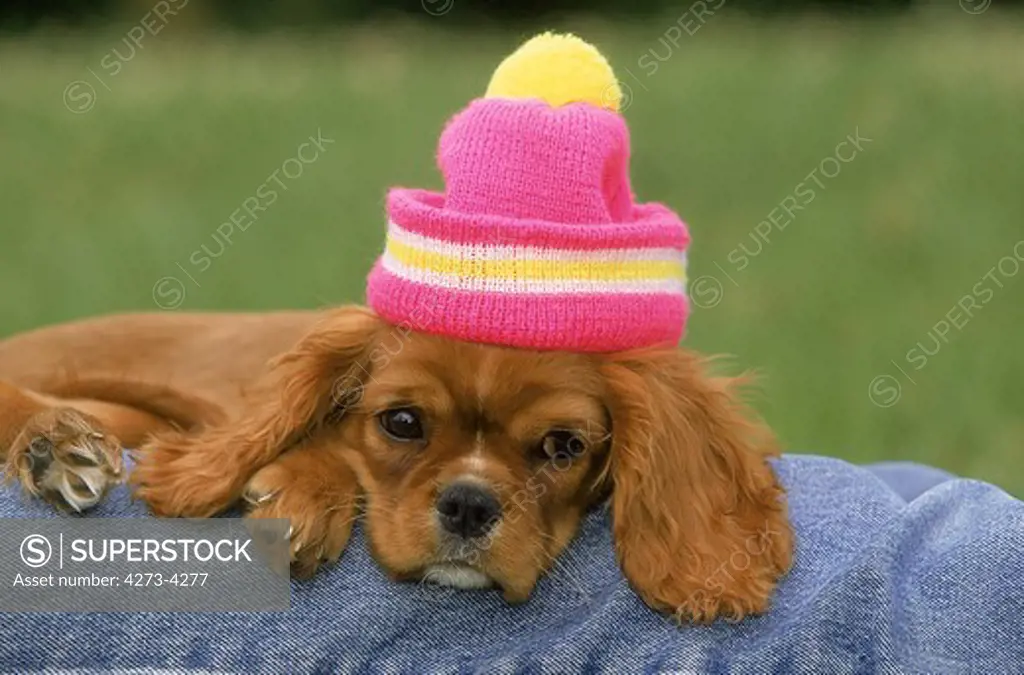 Cavalier King Charles Spaniel, Pup Wearing A Bonnet