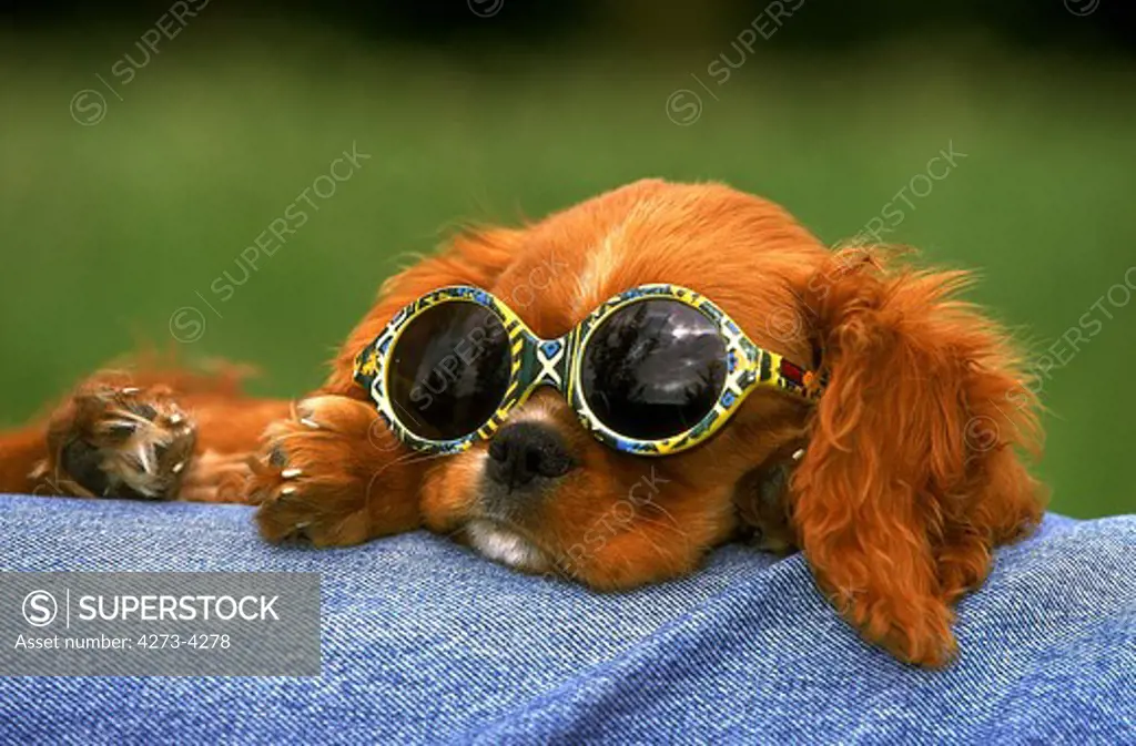 Cavalier King Charles Spaniel, Pup With Sunglasses