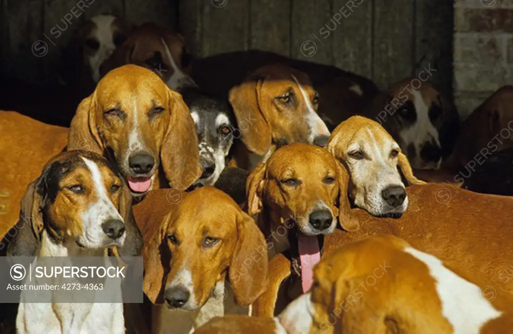 Great Anglo-French White And Orange Hound, Pack Of Adults