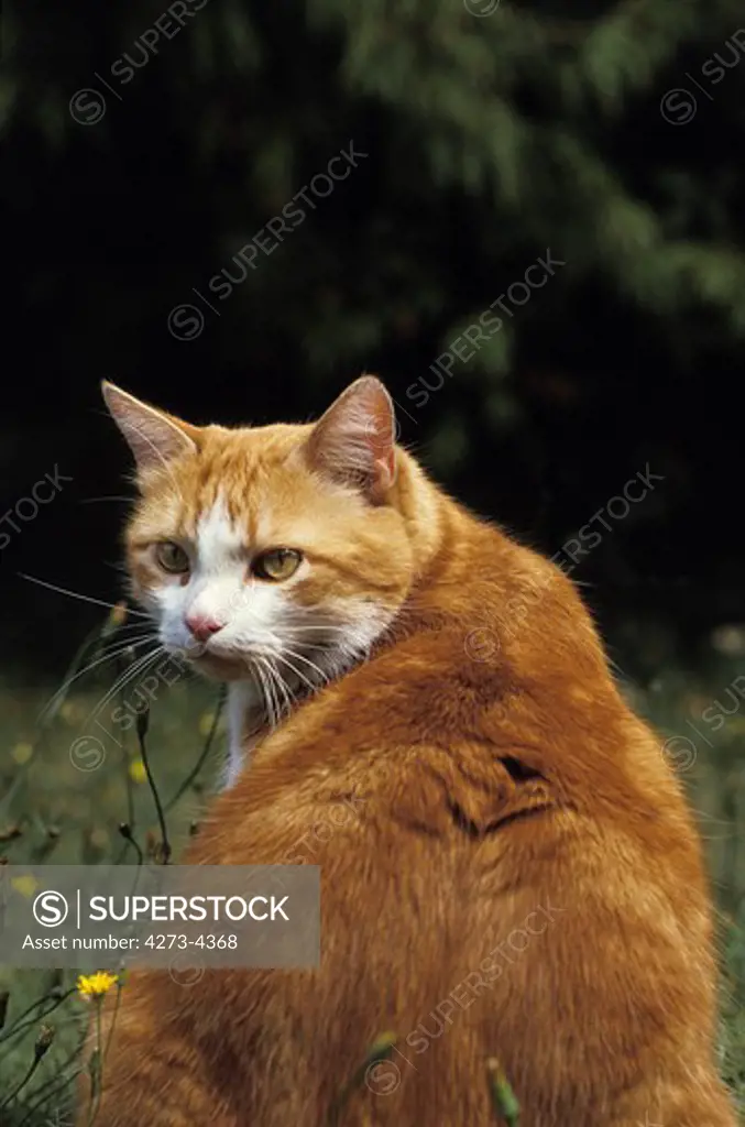 Red And White Domestic Cat, Adult Male