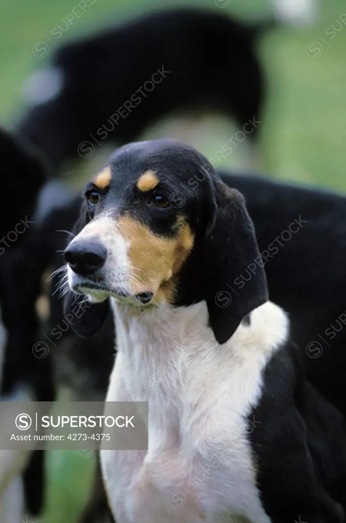 Great Anglo-French Tricolour Hound, Portrait Of Adult