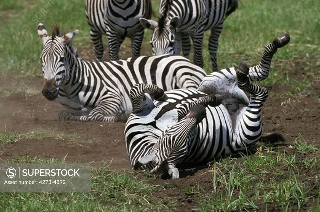Burchell'S Zebra Equus Burchelli, Adults Having Dust Bath, Kenya