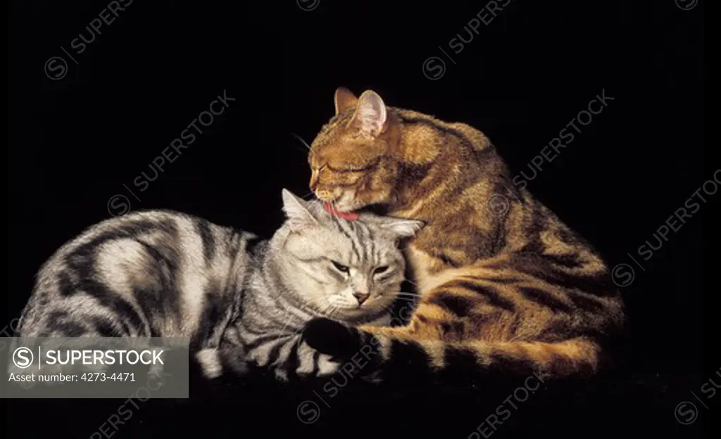 Silver Tabby And Brown Tabby Domestic Cats, Grooming