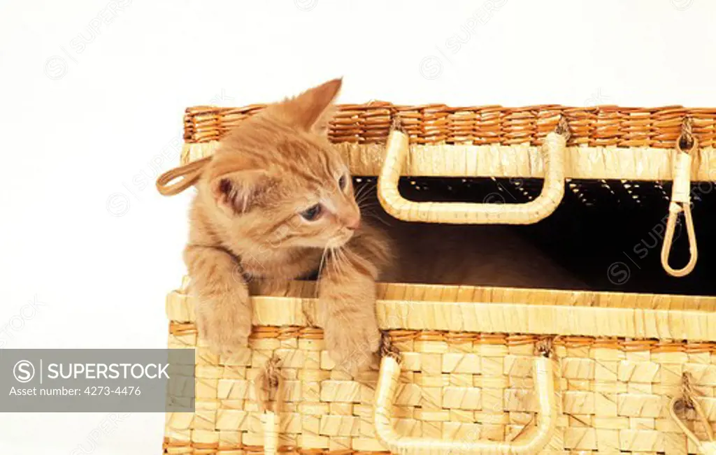 Red Tabby Domestic Kitten Playing In Basket