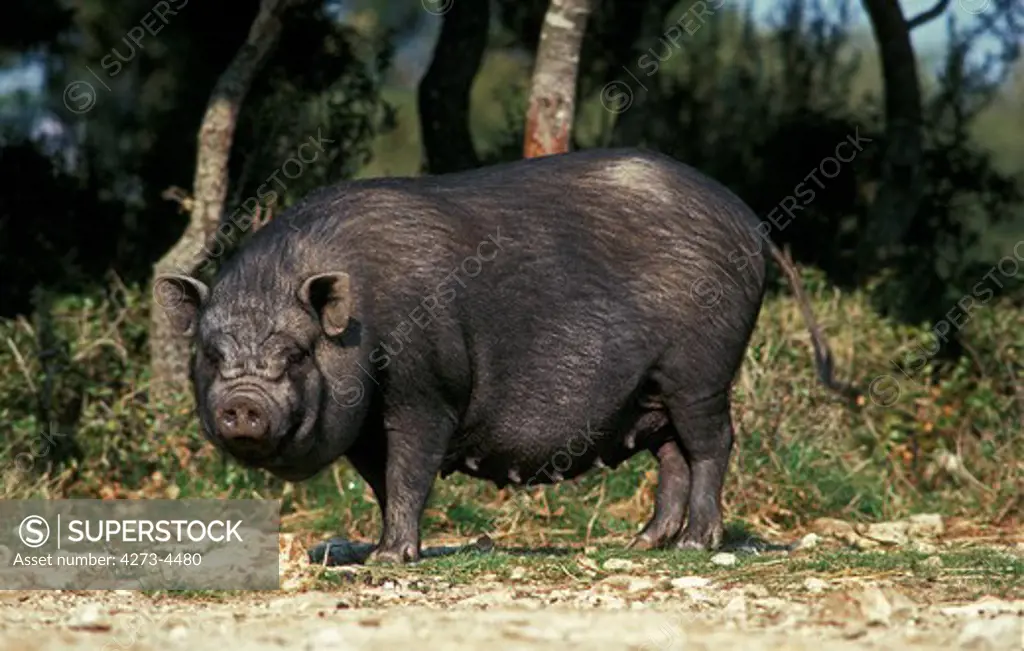 Vietnamese Pot-Bellied Pig Sus Scrofa Domesticus, Female