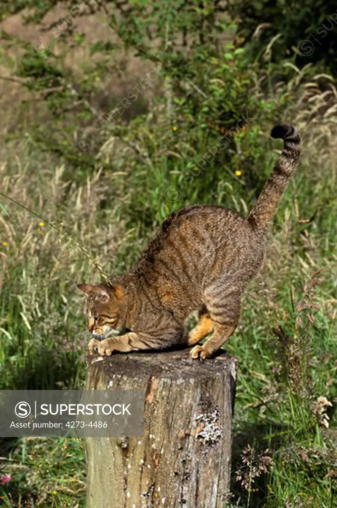 Brown Tabby Domestic Cat Sharpening Claws On Stump