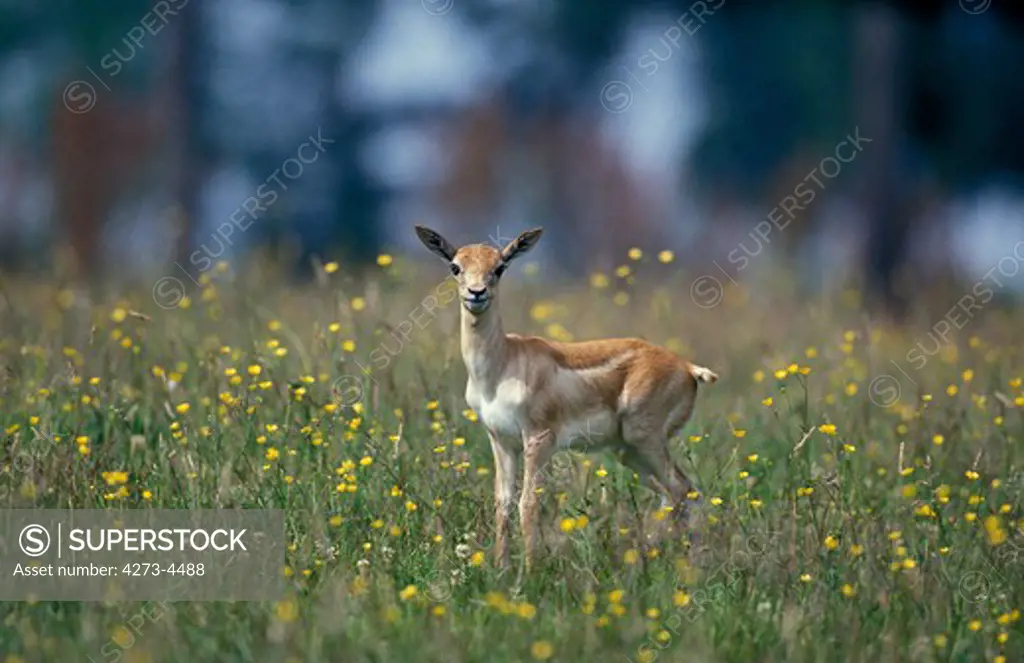 Blackbuck Antilope Antilope Cervicapra, Young With Flowers