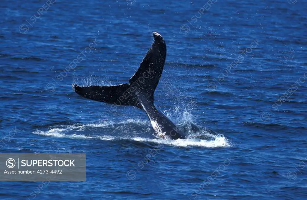 Humpback Whale Megaptera Novaeangliae, Adult Hitting Water With Its Tail, Alaska