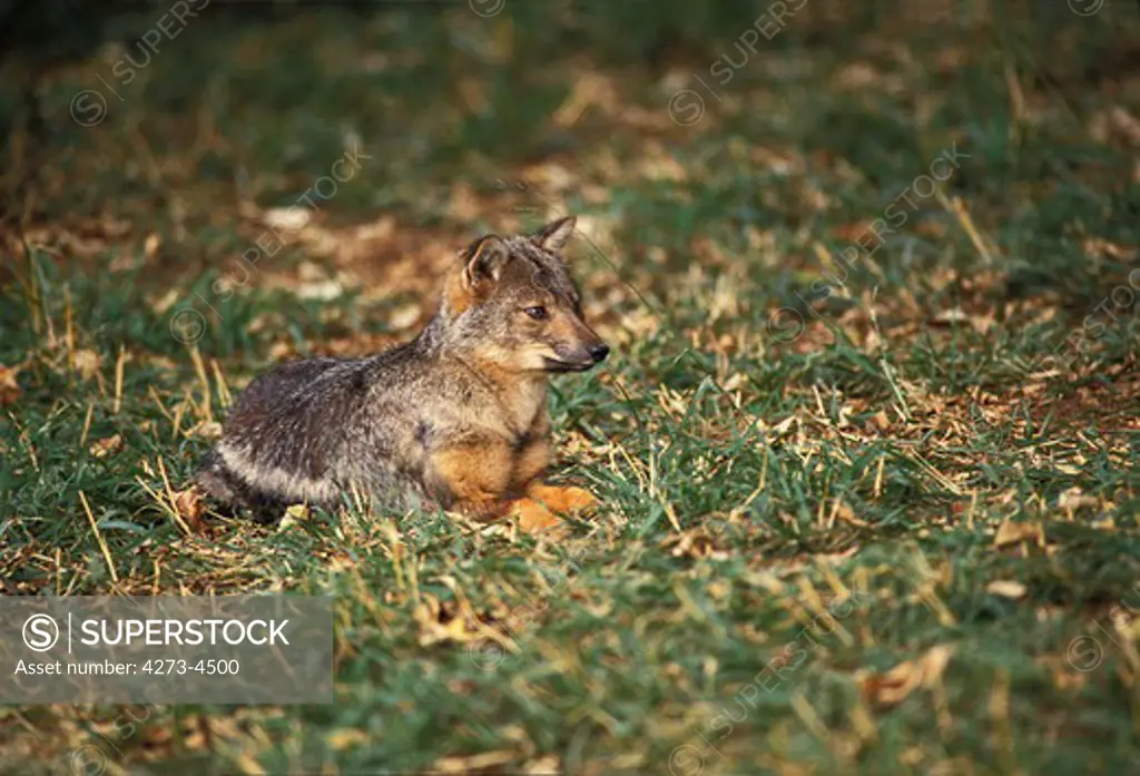 Side-Stripped Jackal Canis Adustus, Adult Laying Down On Grass