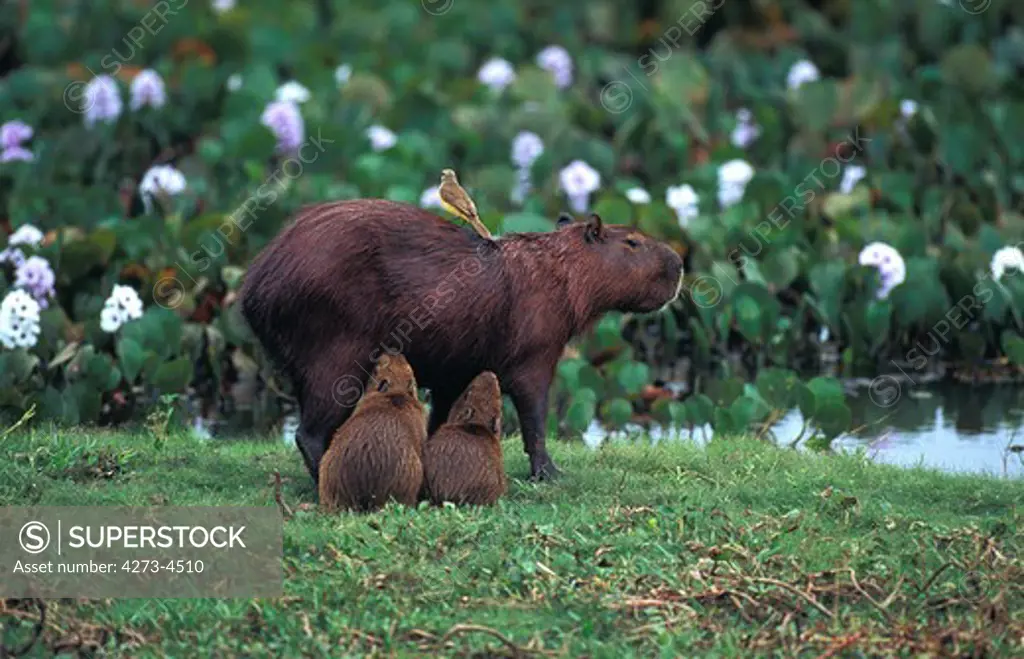 Capybara Hydrochoerus Hydrochaeris, Youngs Suckling Mother, Pantanal In Brazil
