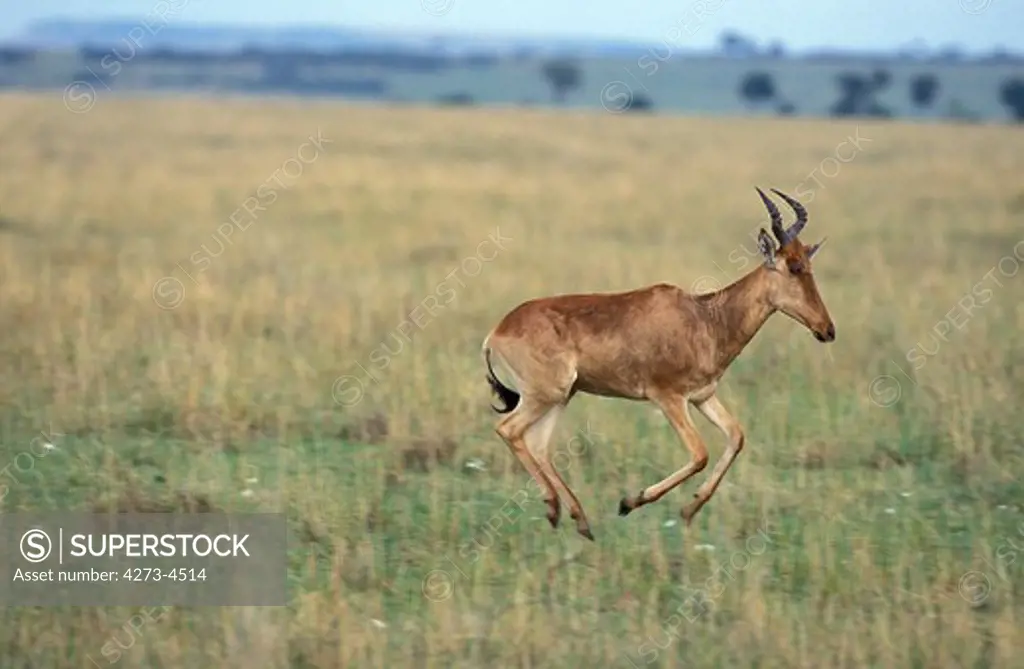 Hartebeest Alcelaphus Buselaphus, Adult Running, Masai Mara Park In Kenya