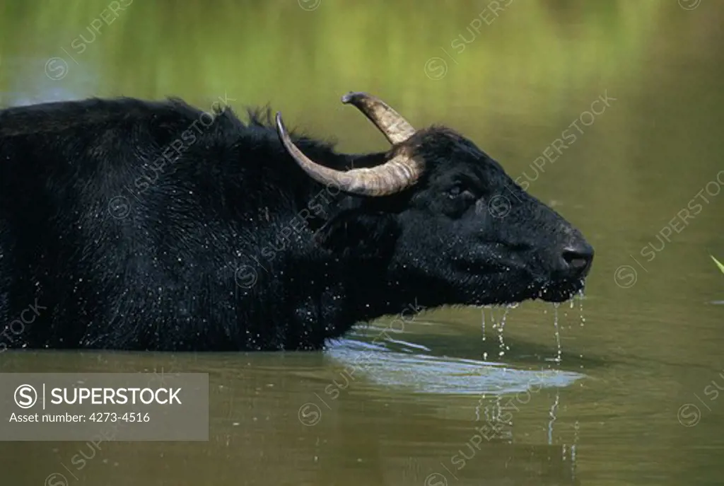 Asian Water Buffalo Bubalus Arnee, Adult In Water