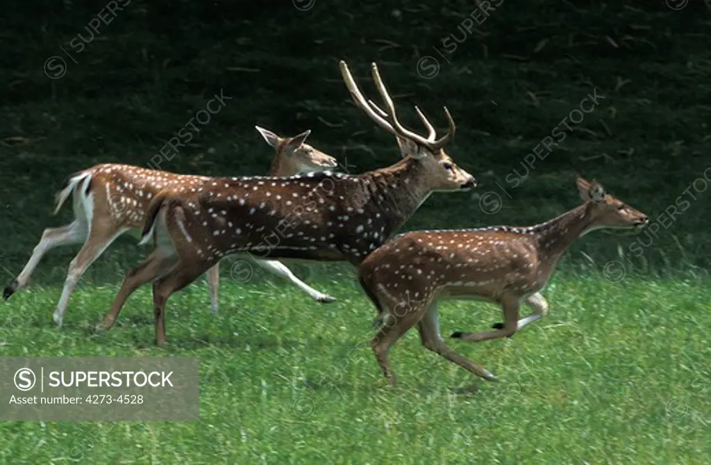 Axis Deer Axis Axis, Male And Females Running