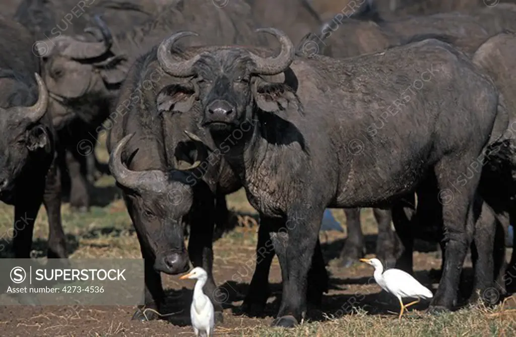 African Buffalo Syncerus Caffer With Cattle Egret Bubulcus Ibis, Serengeti Park In Tanzania