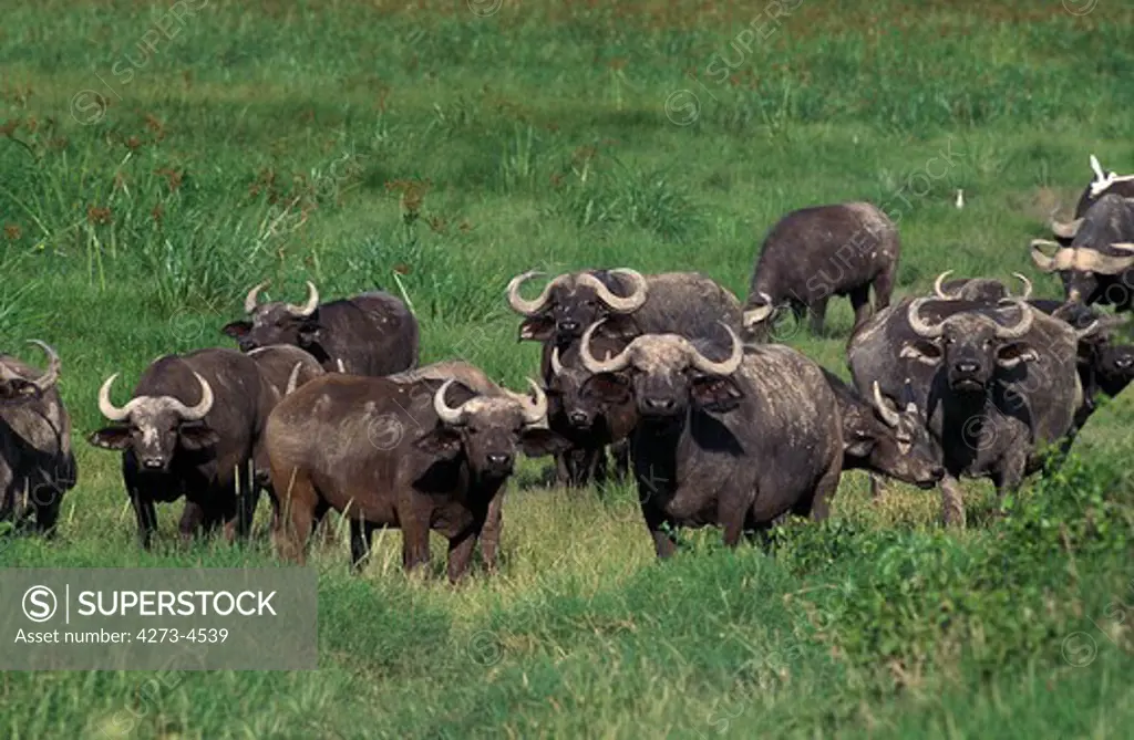 Cape Buffalo Syncerus Caffer Caffer, Herd Standing On Grass, Kenya