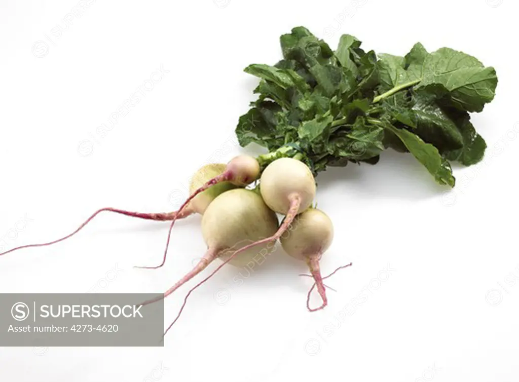 Turnips, Brassica Rapa, Vegetable Against White Background