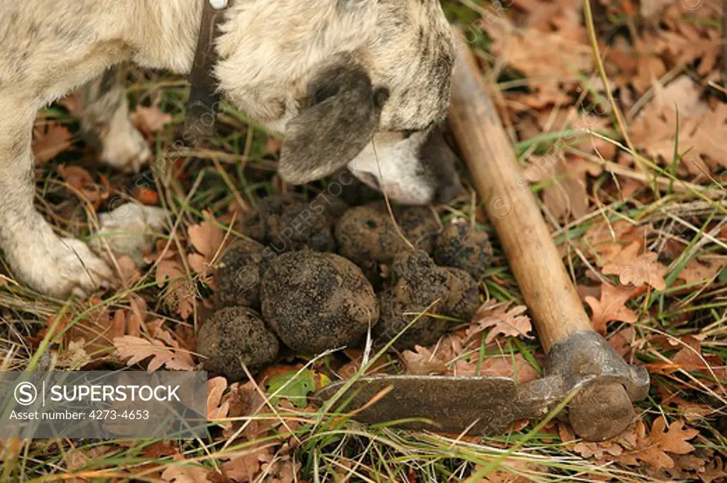 Truffle Dog, Truffle Gathering, Drome In South East Of France
