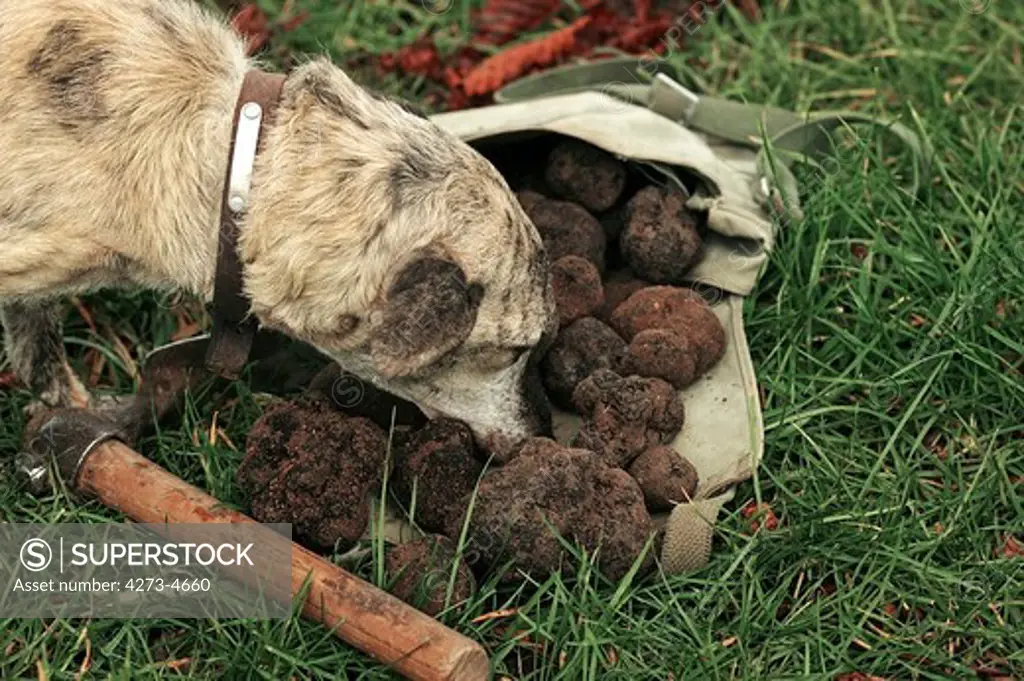 Truffle Dog, Truffle Gathering, Drome In South East Of France