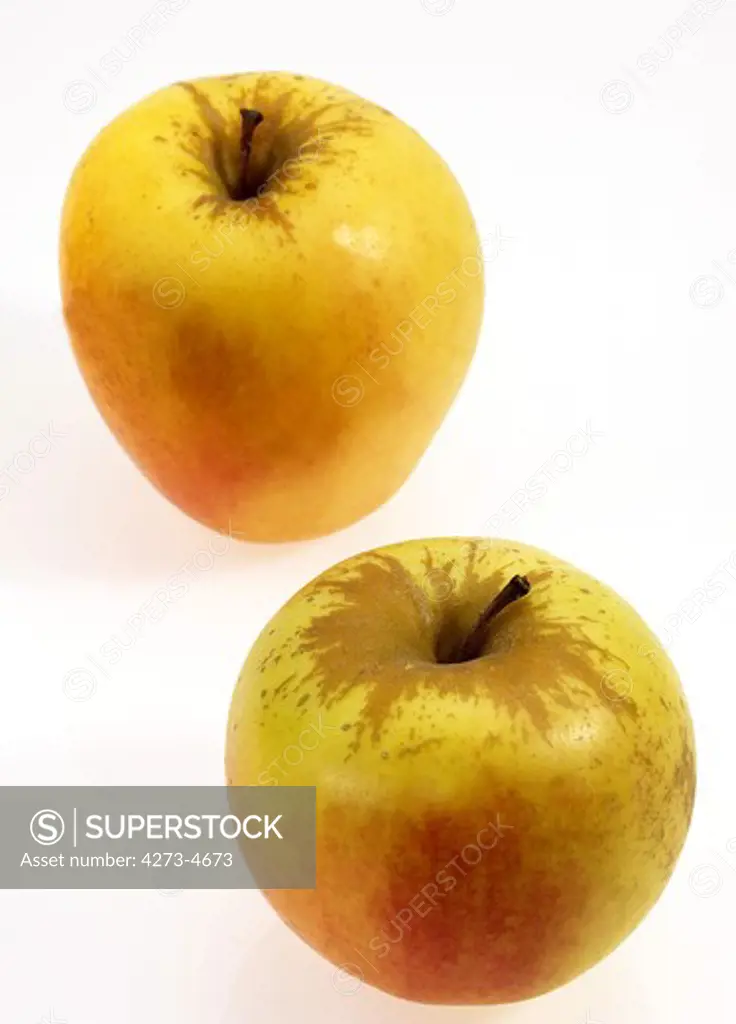 Golden Apples, Malus Domestica, Against White Background