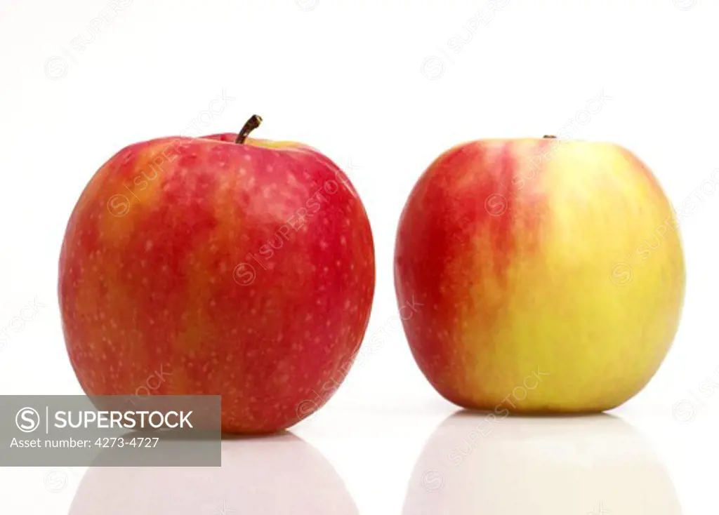 Pink Lady Apples, Malus Domestica, Against White Background