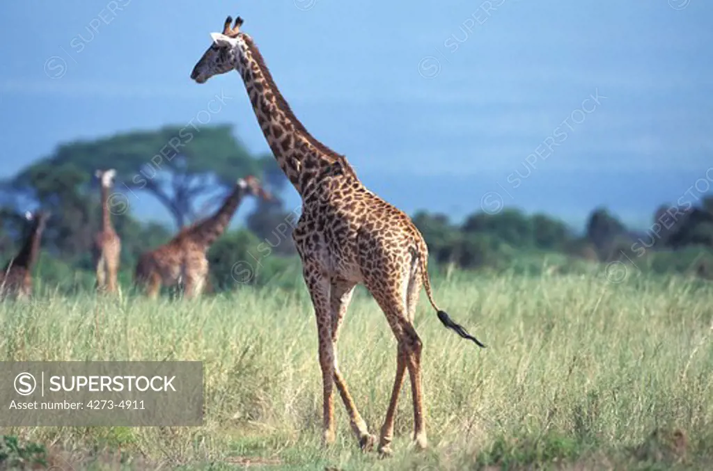 Masai Giraffe Giraffa Camelopardalis Tippelskirchi, Groupe Of Adults In Savannah, Kenya