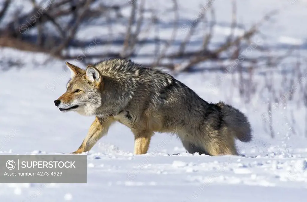 Coyote, Canis Latrans, Adult Standing On Snow, Montana