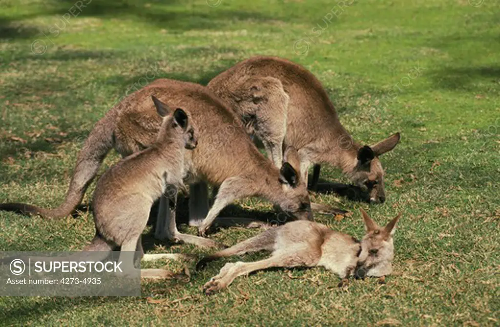 Eastern Grey Kangaroo, Macropus Giganteus, Females With Youngs, Australia