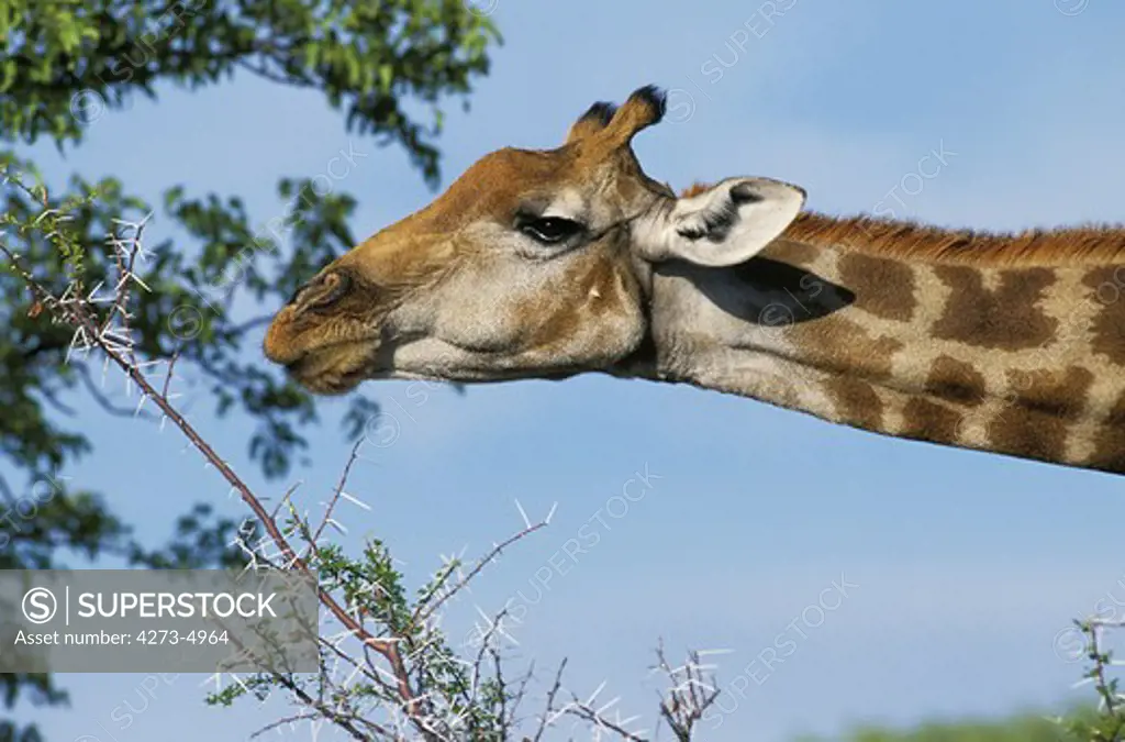 Rothschild'S Giraffe, Giraffa Camelopardalis Rothschildi, Adult Eating Acacia Tree, Kenya