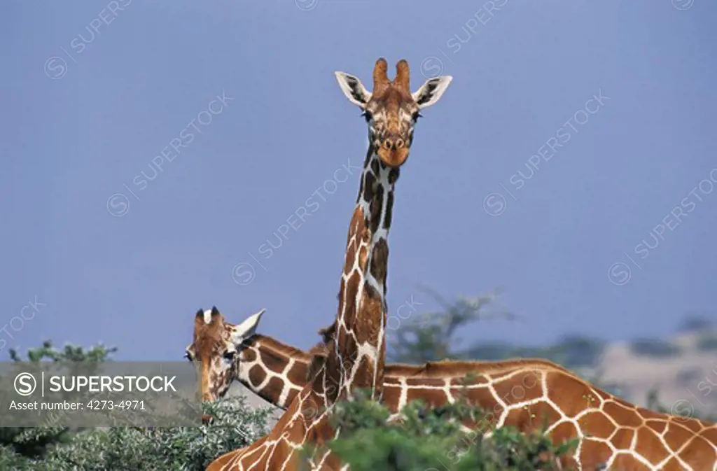 Reticulated Giraffe, Giraffa Camelopardalis Reticulata, Adult At Samburu Park In Kenya