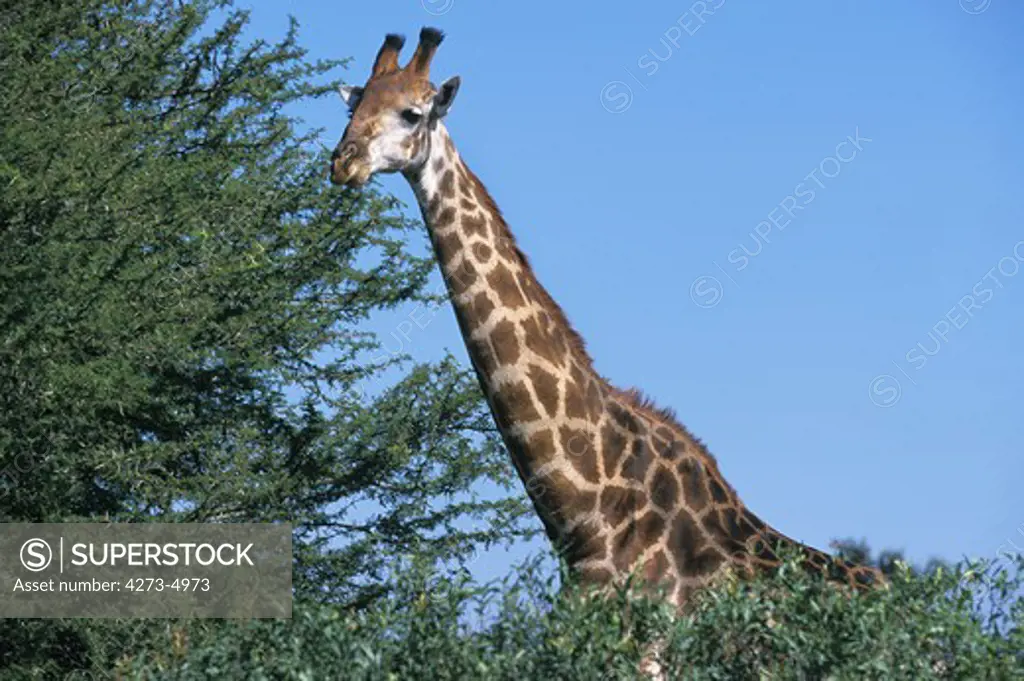 Masai Giraffe, Giraffa Camelopardalis Tippelskirchi, Adult Eating Leaves Of Acacia, Kenya