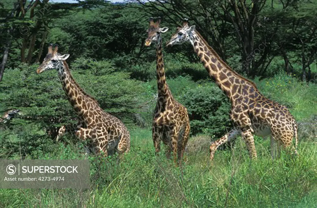 Masai Giraffe, Giraffa Camelopardalis Tippelskirchi, Herd Of Adults In Kenya