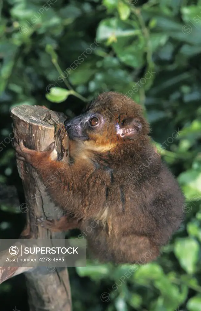 Collared Brown Lemur, Eulemur Collaris, Adult Standing On Branch