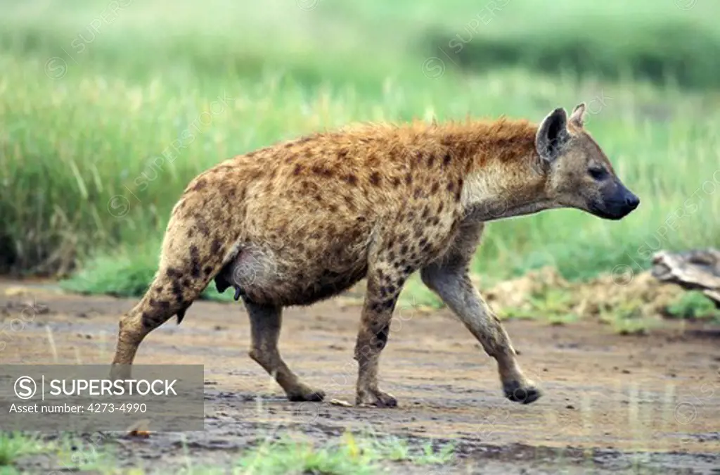 Spotted Hyena, Crocuta Crocuta, Female Walking, Masai Mara Park In Kenya