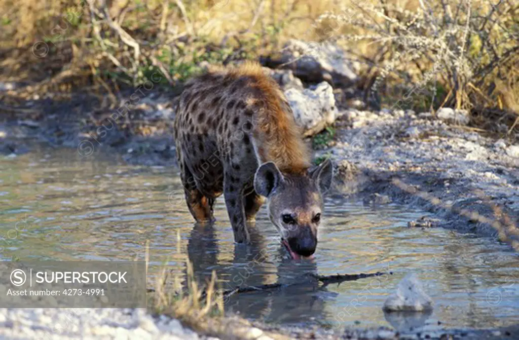Spotted Hyena, Crocuta Crocuta, Female Drinking At Pond, Masai Mara Park In Kenya