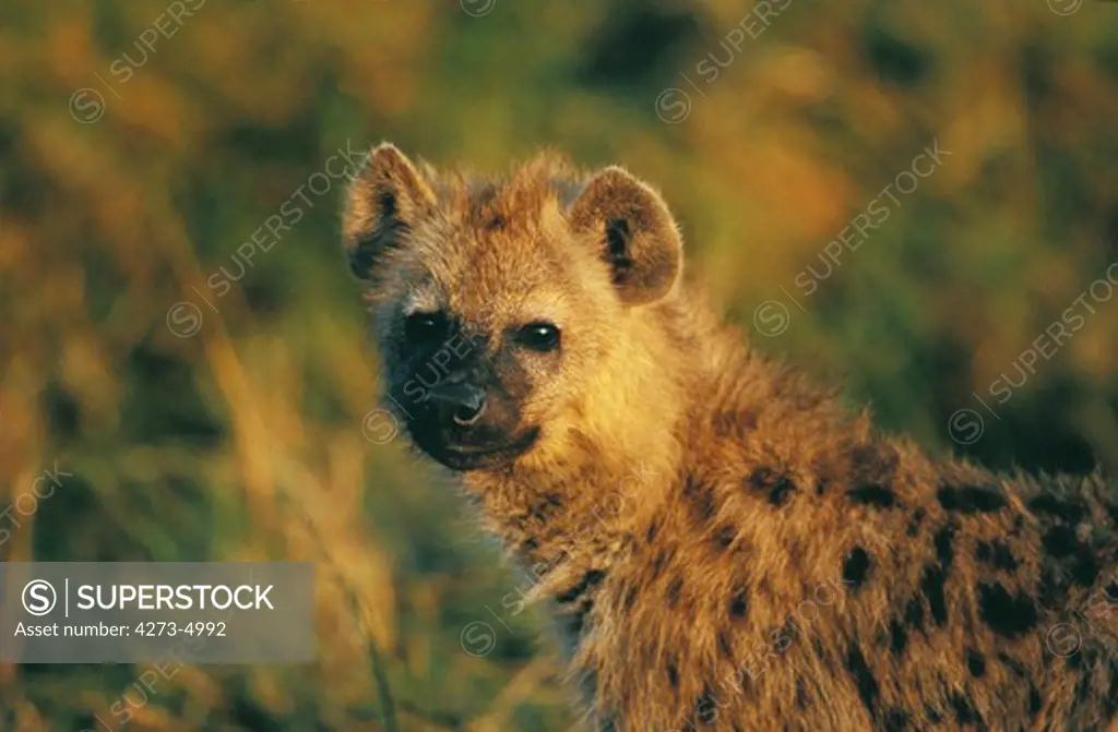Spotted Hyena, Crocuta Crocuta, Portrait Of Adult, Masai Mara Park In Kenya