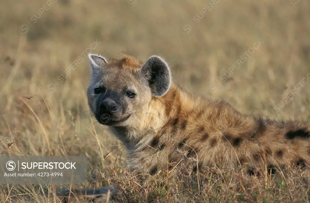 Spotted Hyena, Crocuta Crocuta, Adult Laying On Grass, Masai Mara Park In Kenya
