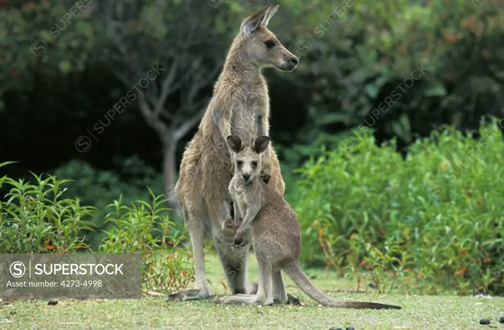 Eastern Grey Kangaroo, Macropus Giganteus, Female With Young, Australia