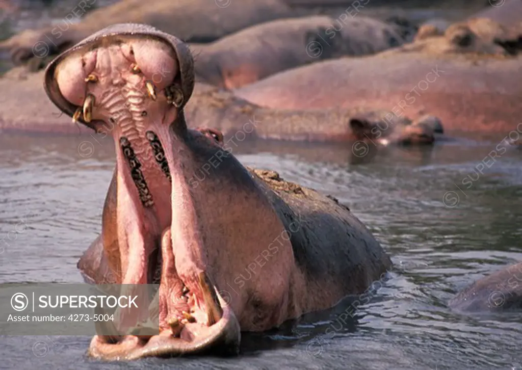 Hippopotamus, Hippopotamus Amphibius, Adult With Open Mouth, Virunga Park, Congo