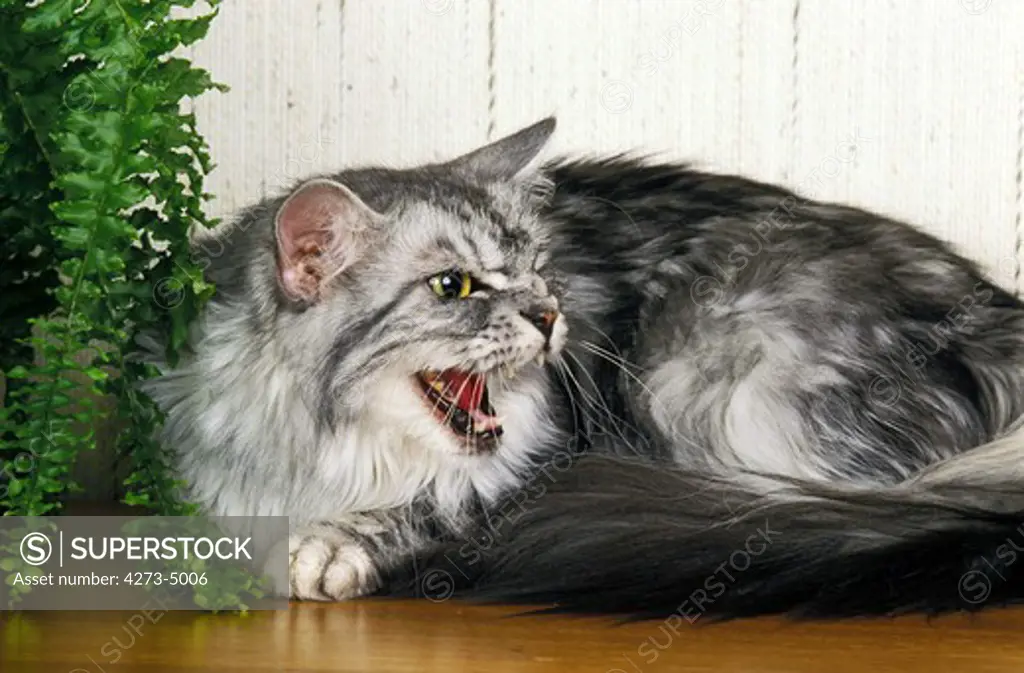 Silver Tabby Maine Coon Domestic Cat, Adult Snarling Near Pot Plant