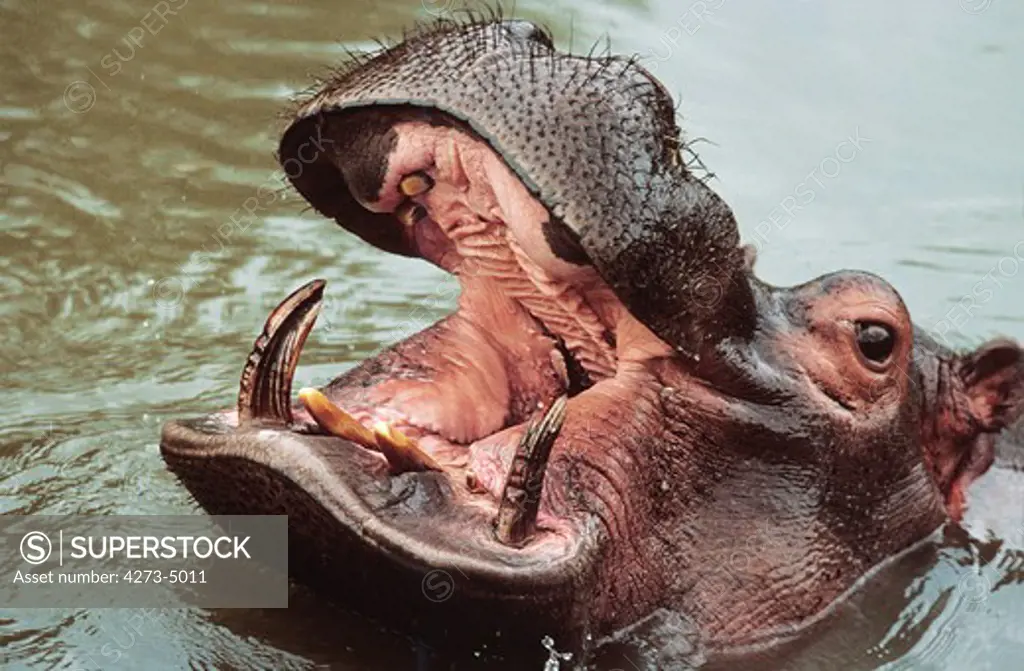 Hippopotamus, Hippopotamus Amphibius, Adult With Open Mouth
