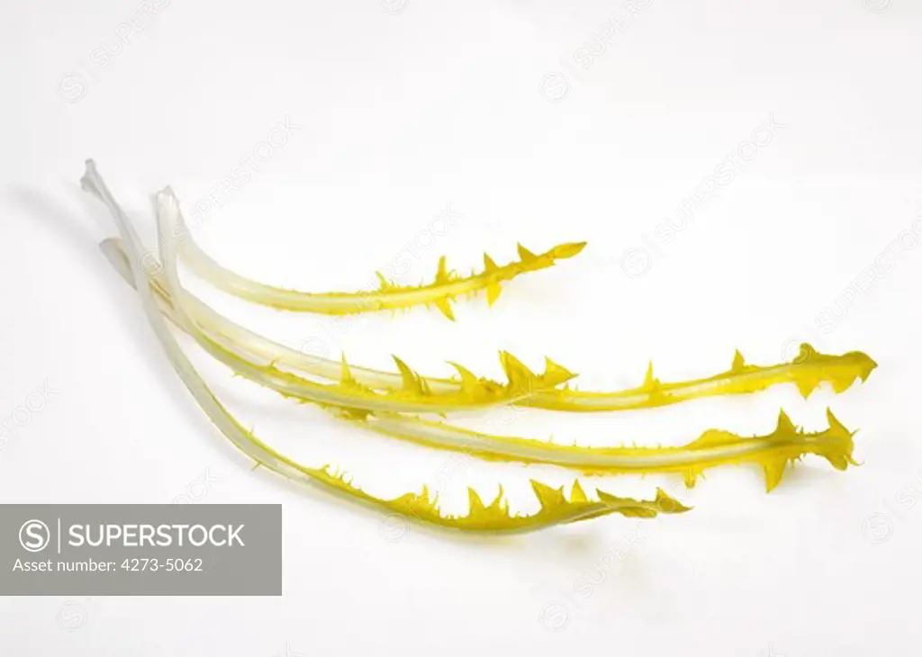 French Salad Called Barbe De Capucin, Cichorium Intybus, Leaves Against White Background