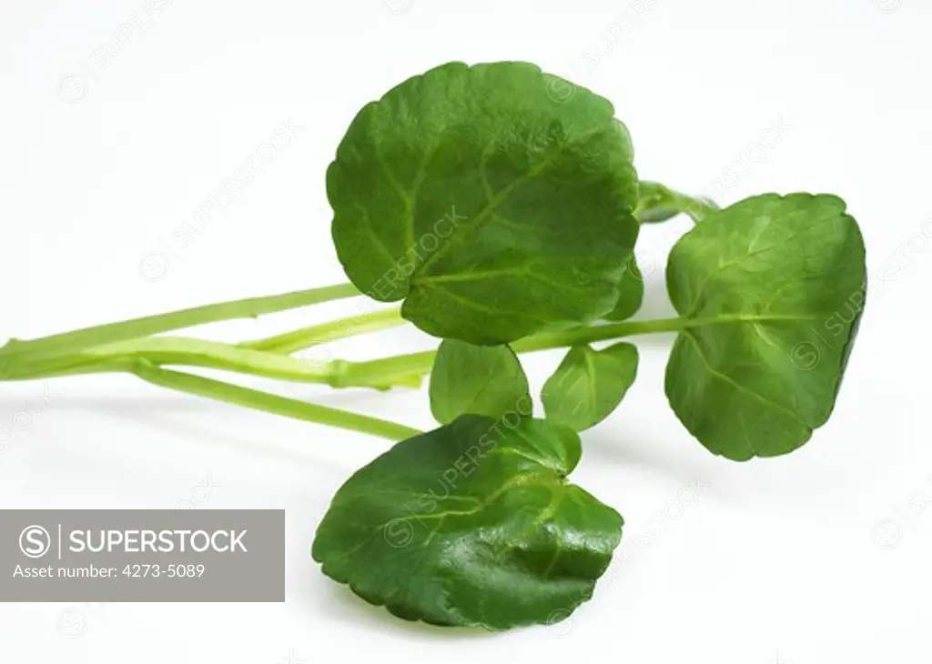 Watercress Salad, Nasturtium Officinale, Leaves Against White Background