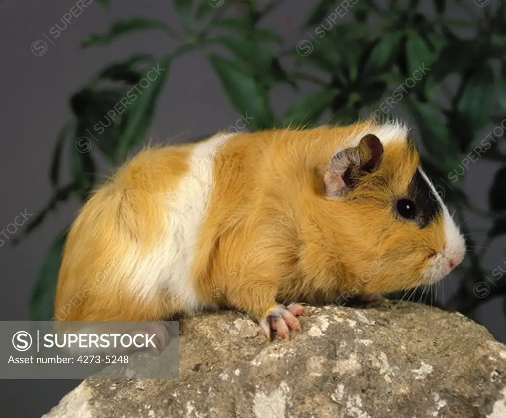 Guinea Pig, Cavia Porcellus, Adult Standing On Rock